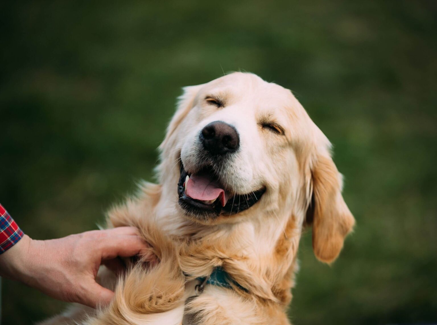 Pet and Pasture High quality care for your pets and ranch animals